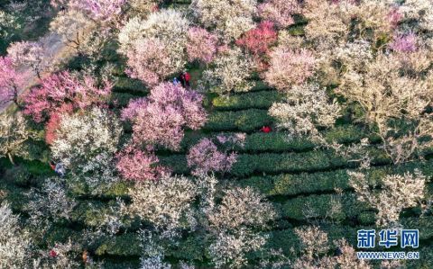 老年|赏梅看花望金陵