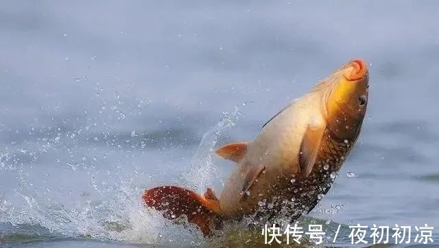 冬季|冬季正是钓鲤鱼旺季!只要掌握技巧,平时见不到的大鲤鱼频繁咬钩