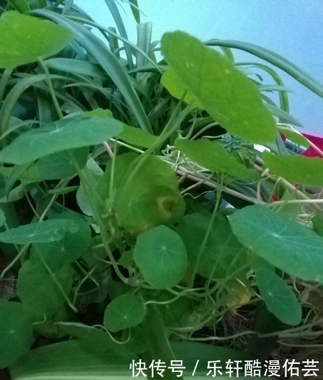 金丝荷叶花。不开花,看叶子也挺好看的