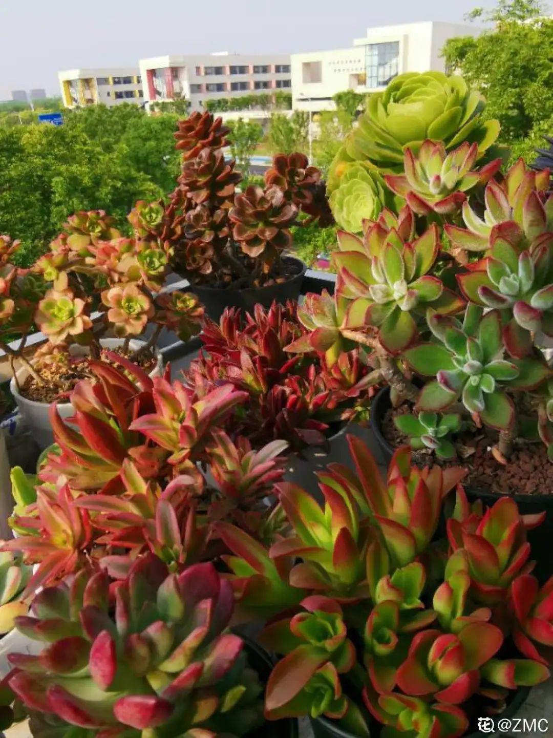 折腾不死的25种花,咋养都爆盆,家里必须养!