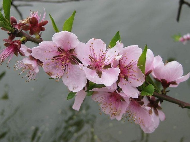 3花|女人过了42岁后，衰老速度加快，会用“3花”，祛斑养颜、抗衰老