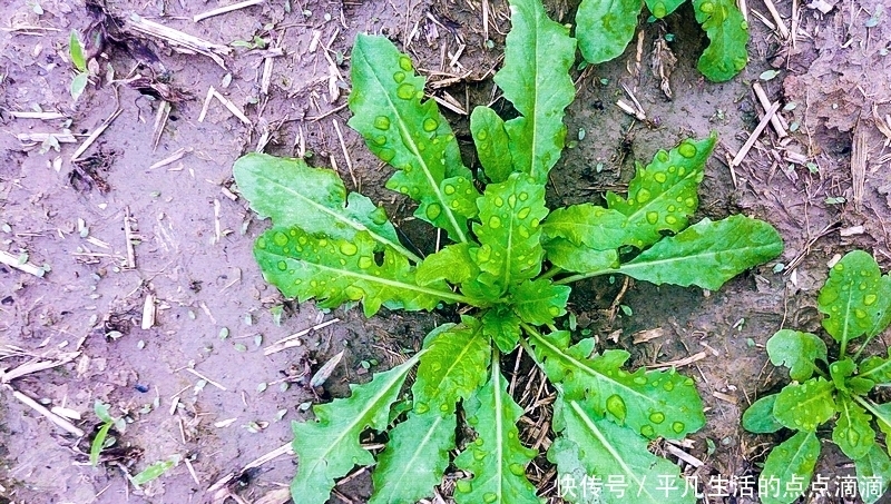  这种野菜比荠菜香多了，人称“油勺子”，包饺子小孩子爱吃