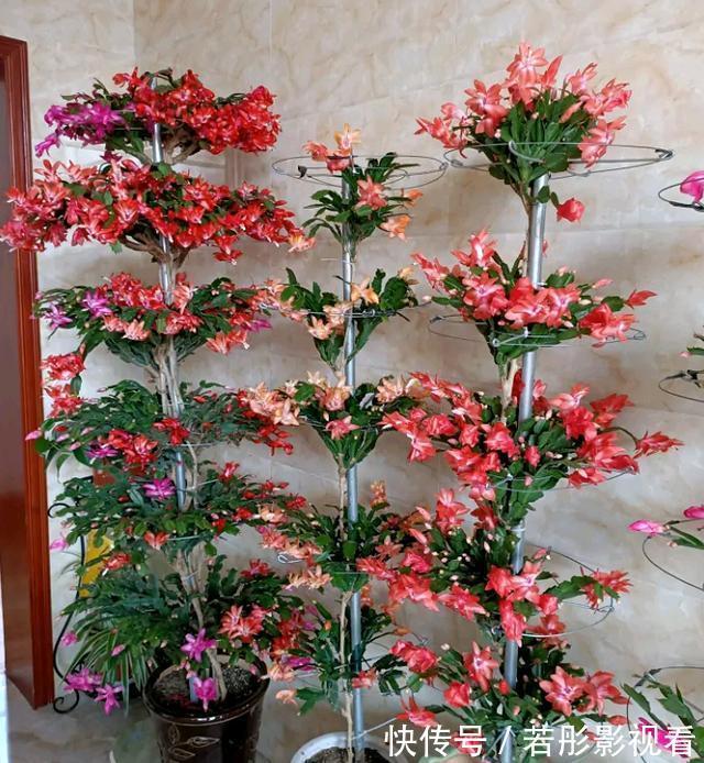 阳台上|蟹爪兰软趴趴?它有“6怕”,避开后,叶片硬如铁,开成大花树