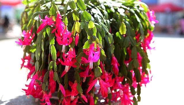 蟹爪兰花谢后,做好这几步,叶片变肥厚,二次开花So Easy