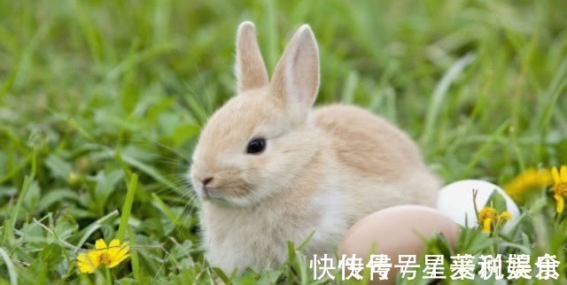 千年!世人皆知“千年王八万年龟”,却不知下句才是精华,堪称识人宝典