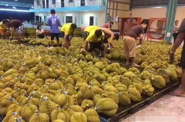 稀罕|中国大量订购滞销榴莲,泰国直接涨价20网友真当我们稀罕吃