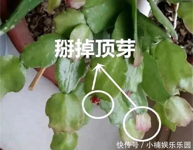 休眠期|4种花“趁早”剪，把枝条、叶子全剪了，长得密、开花早