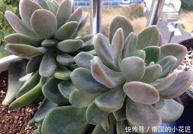 盆花|一片叶子就是一盆花,这种多肉叶子沾土就生根,枝条壮实养成老桩