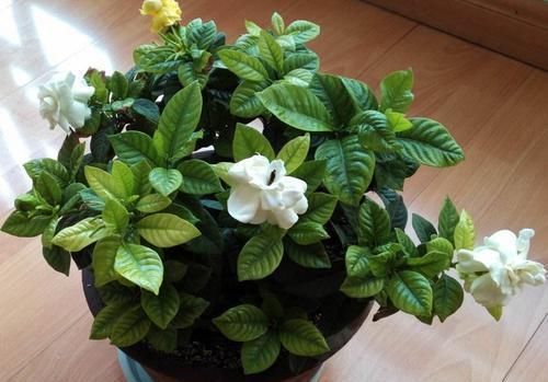 冬天养花,远离“3种水”,浇一次,黄叶一大片