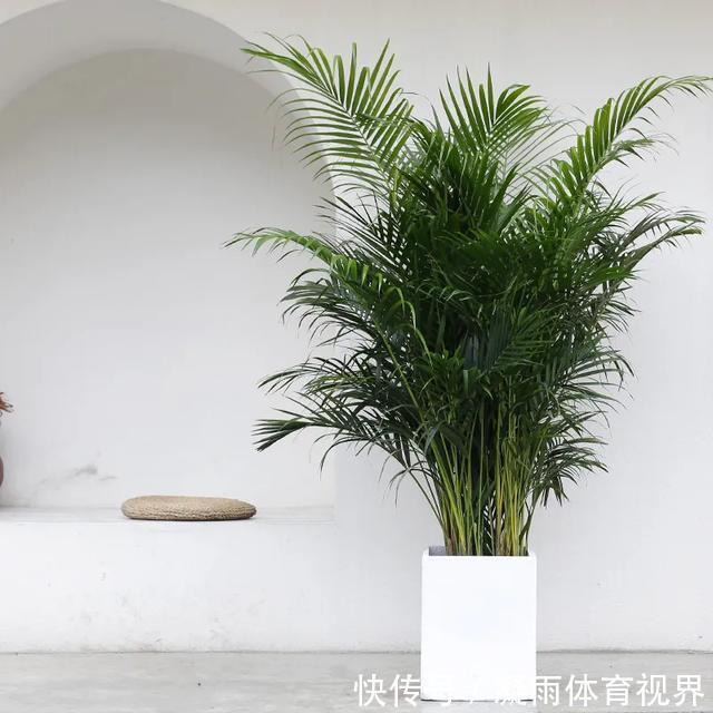 幸福树|2021年最流行的客厅花卉植物,看看哪种最适合你家