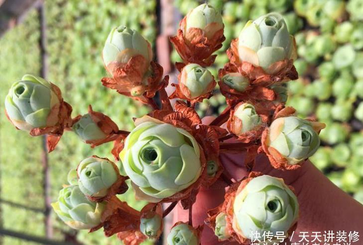 茎秆|多肉底部的枯叶该摘掉吗?当然要摘,但有些品种的枯叶不能全摘