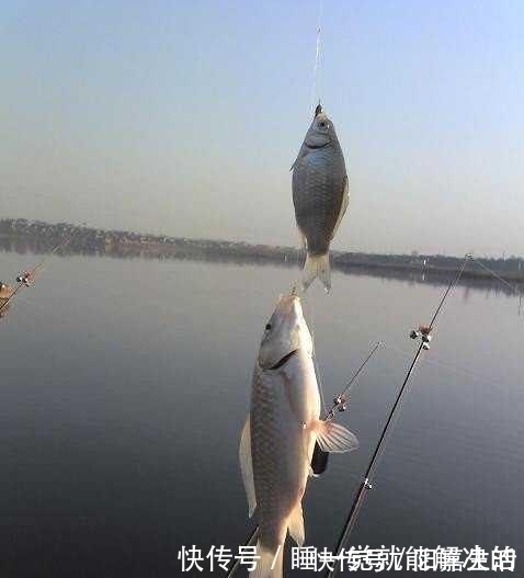 轻巧|冬钓板鲫，手竿不太好用？不妨换上海竿串钩试试，用了一次就过瘾