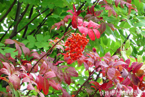 此花是避雷的神树,放于七座炉灶中也烧不断,象征着不懈怠的心