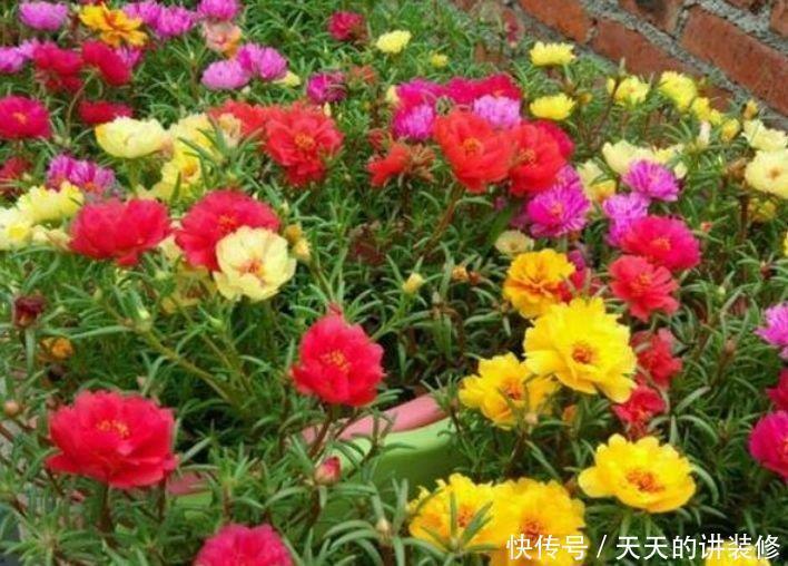 4种花谁见了都喜欢,婀娜多姿,花朵漂亮,美爆阳台