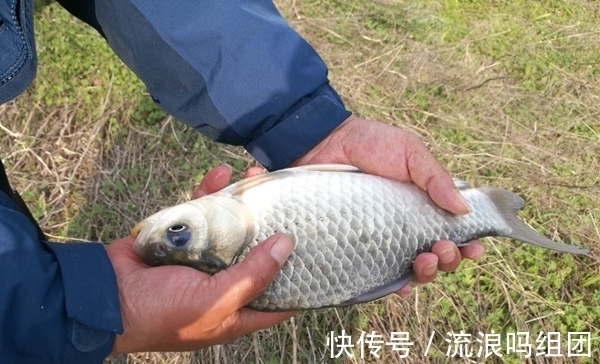 寒冬时节钓鲫鱼，常用这些钓法，钓到鲫鱼个头更大！