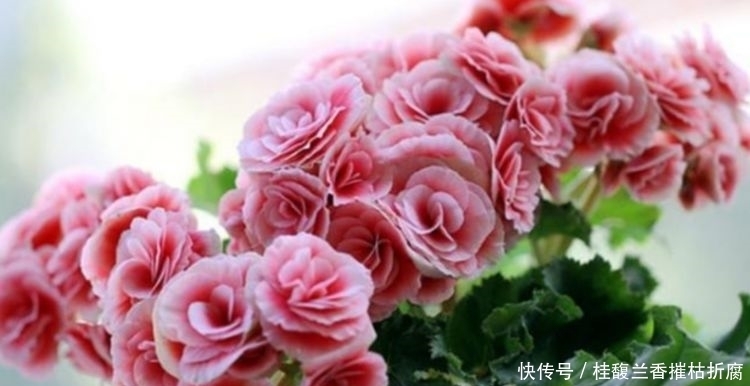 懂花人都养这些花,不仅花好看,名字也好听,花开灿烂