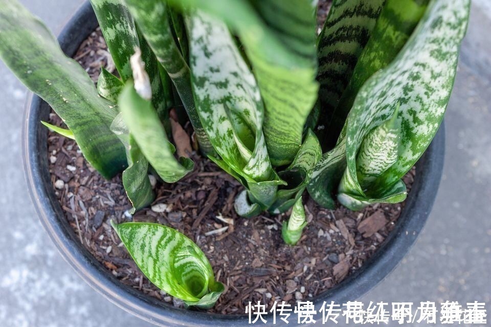 进入深秋,4种花要“旱着养”,水浇多了就烂根,真是帮倒忙