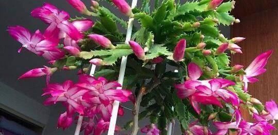 不用|什么黄豆水、淘米水都不如“它”,1勺就爆盆,不用发酵无异味