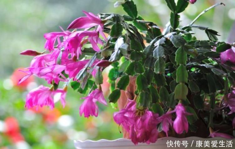 4种花漂亮又好养,比牡丹好看,养上一盆四季欣赏,好养活还不贵