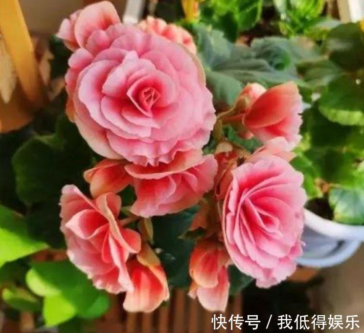 几款花卉颜值超高的,花大色艳胜玫瑰,花开枝繁叶茂,太美了