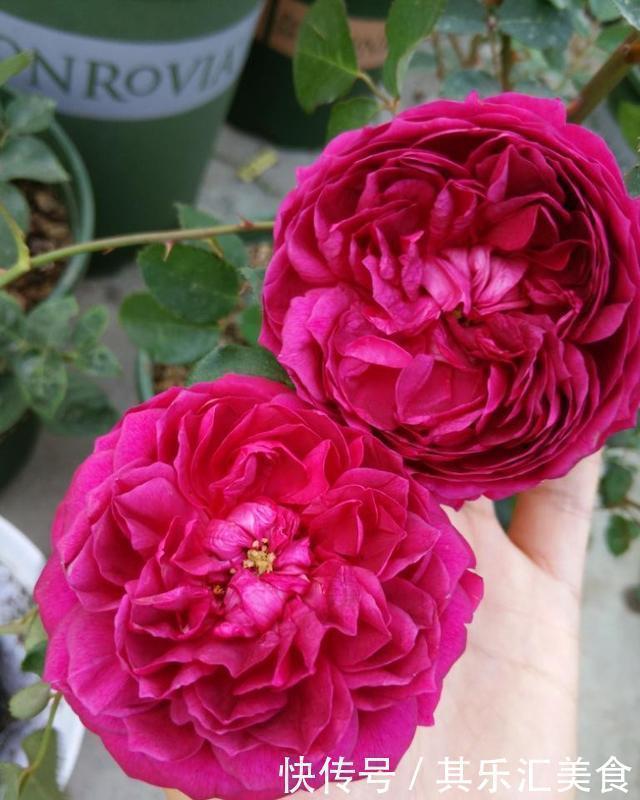 3种“香水”月季,适合阳台盆栽,花开一朵,满屋飘香