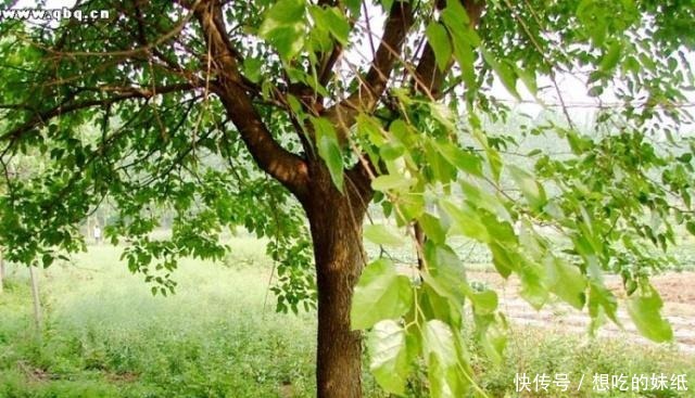 桑中生李、辽东之豕、蜀犬吠日、吴牛喘月都有什么典故!