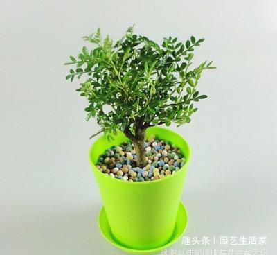 现在就种这三种树,碰土就活,年前长成小盆景!