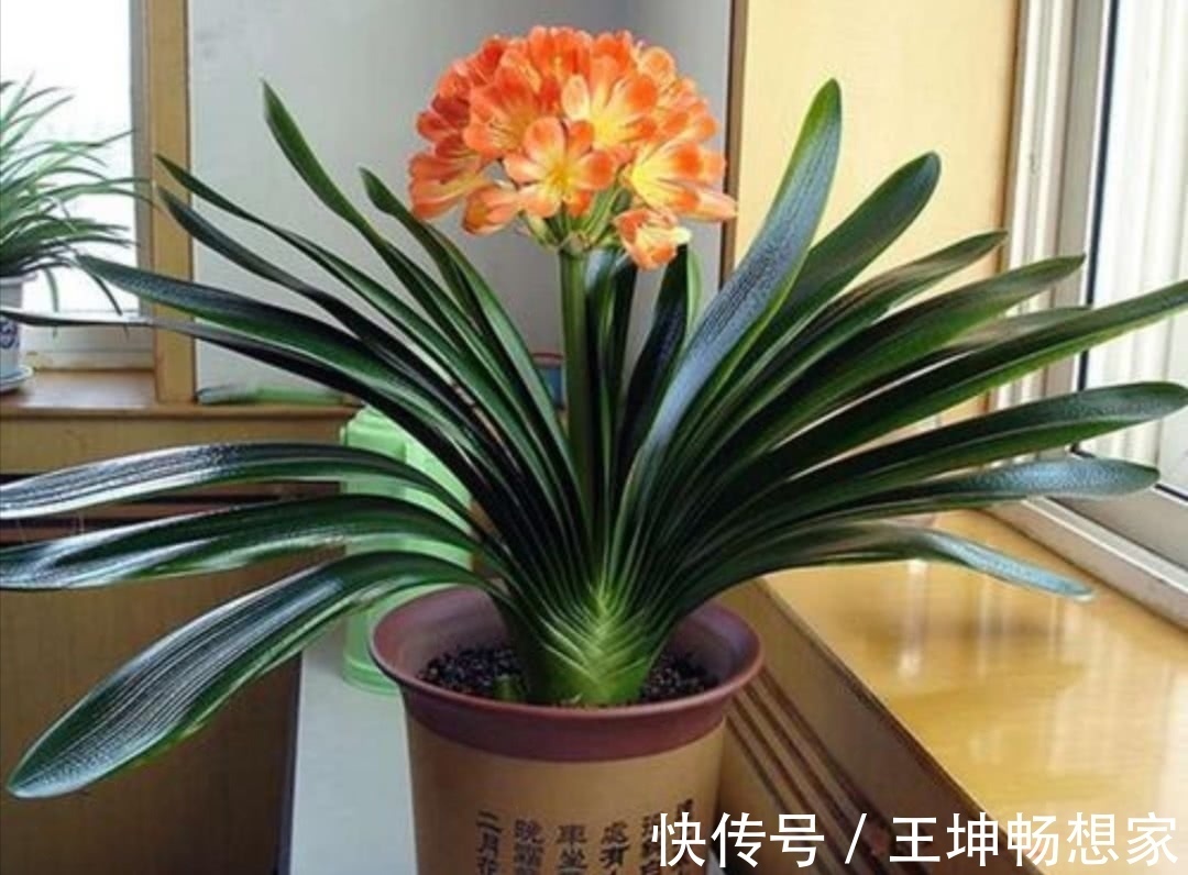 净化|10种健康花,适合养客厅,吉祥有品味,关键个个都是净化高手