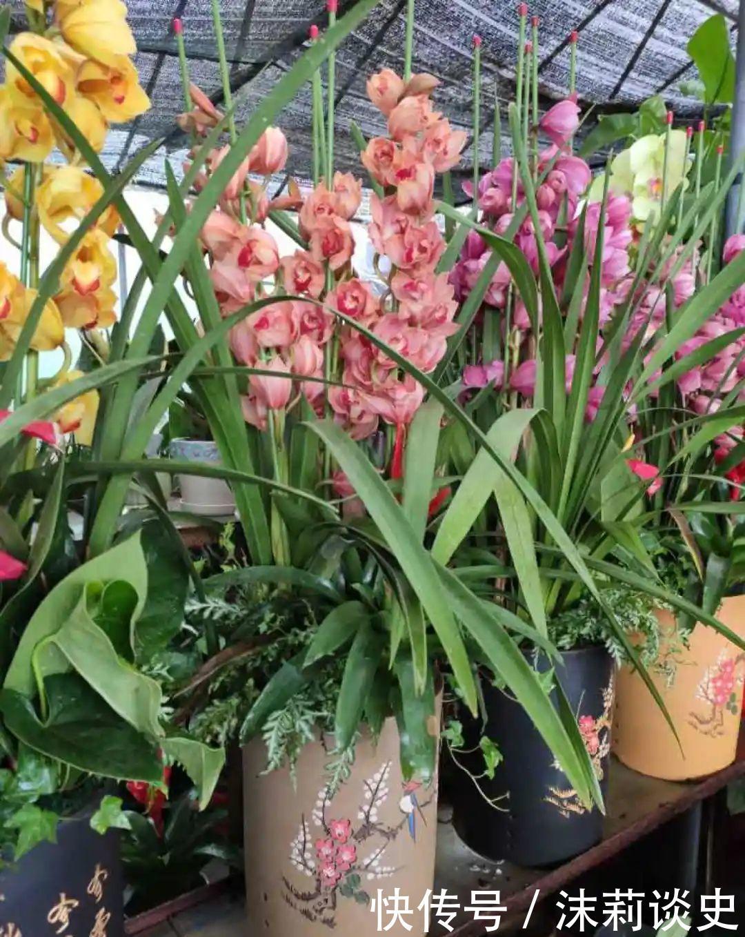 十大最受欢迎年宵花,学会挑选,才不上当