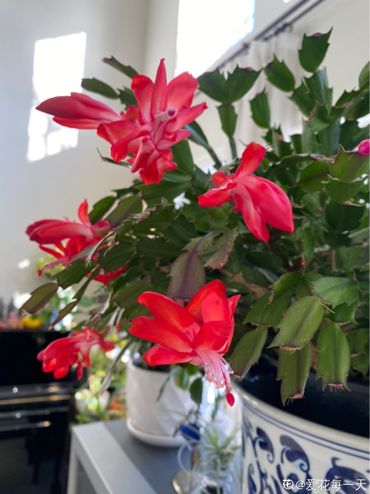 蟹爪兰度夏后，干瘪低垂没精神，4个方法重换新生