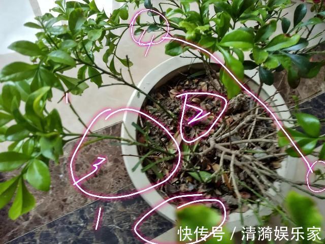 米兰花只有嫩叶，老叶全掉了是怎么回事只怪你过于勤快