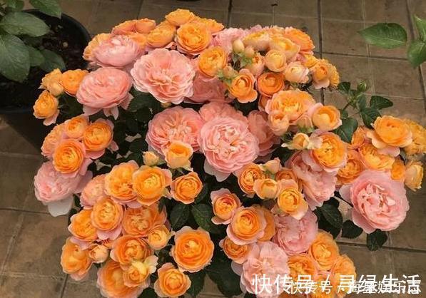 品种|喜欢养花就盆栽月季，此款花期长、易爆盆，一株苗开出多色花