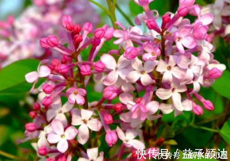 丁香花丁香花|4种花养了就爆盆，好养易活开花漂亮，浇水就疯长，爆盆很容易