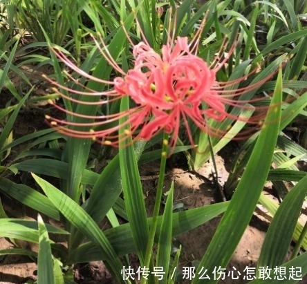 数据库|漂亮的有毒花，认识20种“大毒花”，涨知识不吃亏