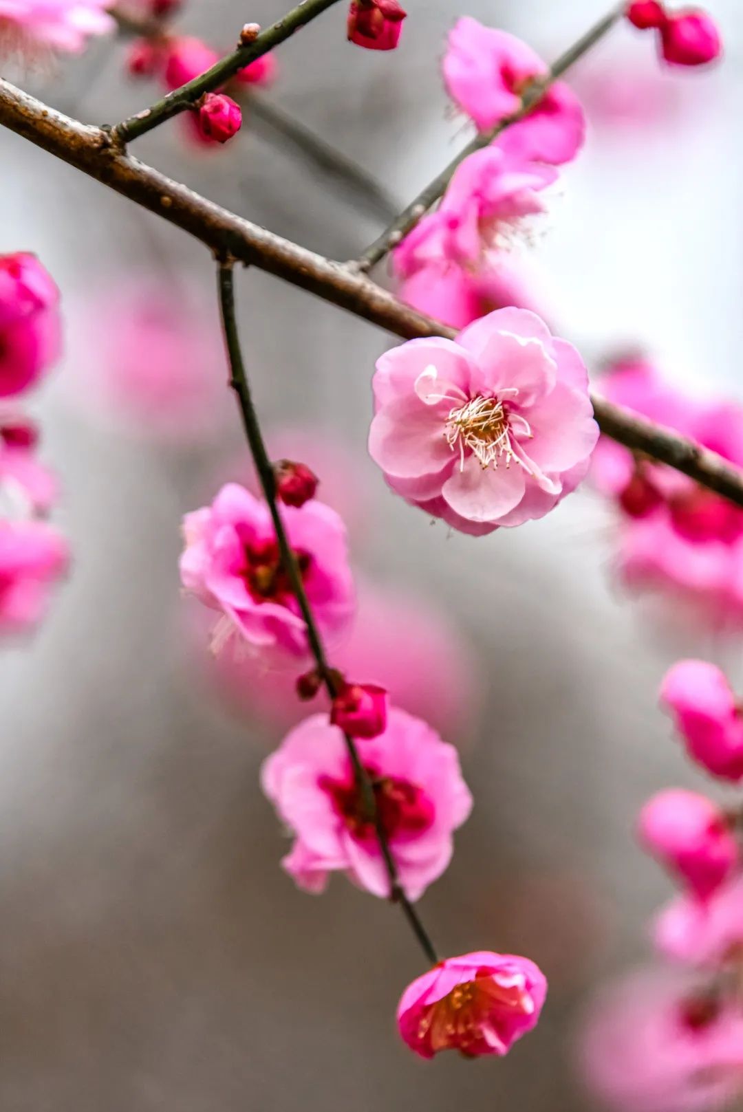 梅景|蜡梅、梅花罕见同开，武汉植物园限量版梅景上新