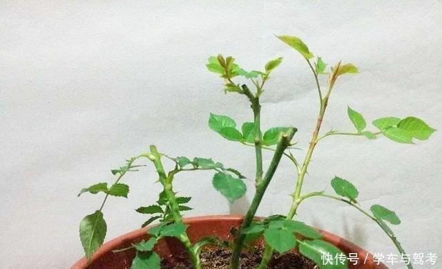 分枝|月季“矮化”处理,长不高,满花苞,开花劲爆,人人惊艳!
