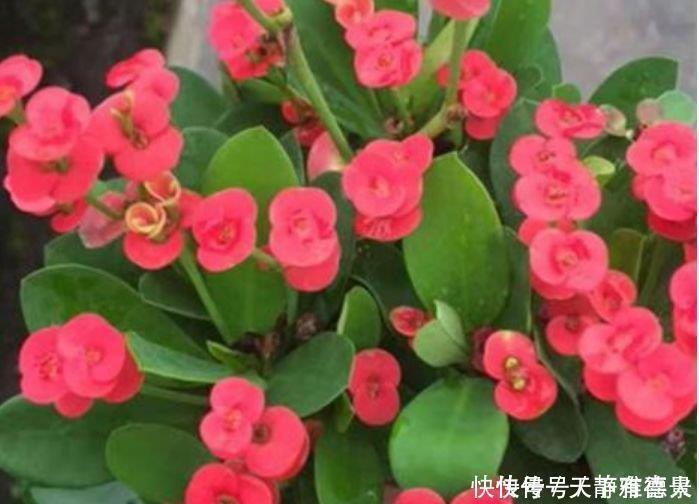 5种花是花中劳模,一年四季开花不断,家中必备