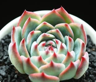 这种多肉超耐旱,一个月不浇水,反而胖成肉墩子