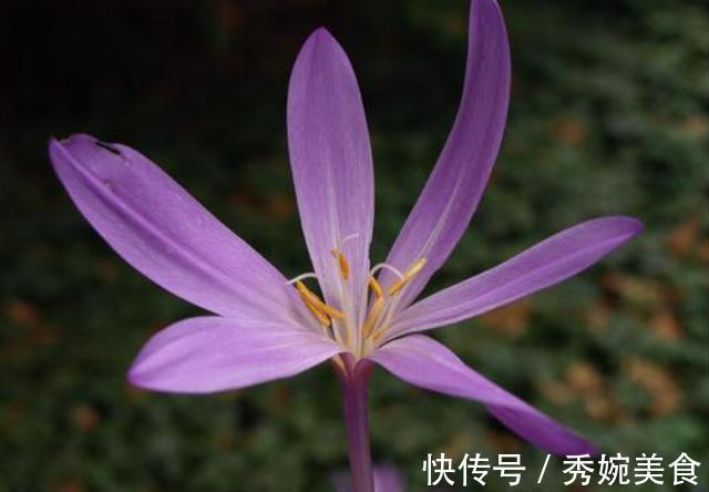 满屋|适合家养的3种花,开花爆盆很容易,满屋都是花香味,谁养谁喜欢