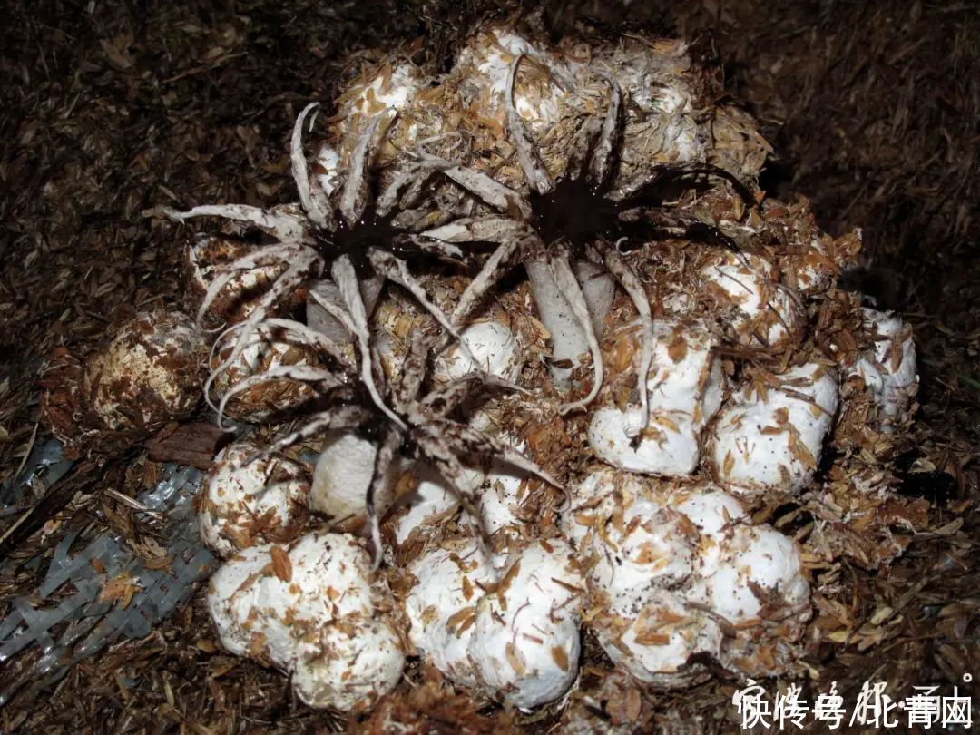 中毒|多人食用后中毒，这东西近期常见！医生：没有特效药，死亡率很高…