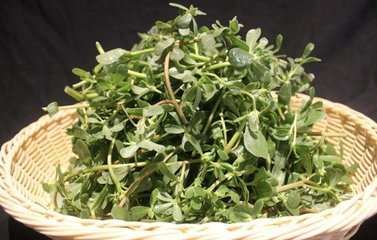 血管内皮|入秋后，不妨多吃此野菜，降血压，调节血糖，杀菌消炎，远离感冒