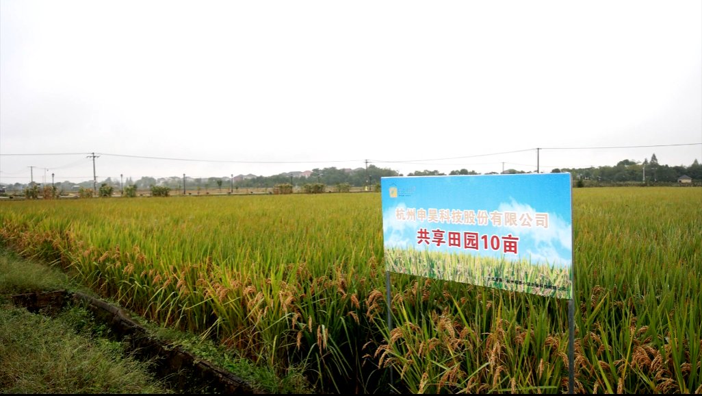 时令蔬菜|连续3年！余杭这家企业承包10亩地，每周给员工发时令蔬菜