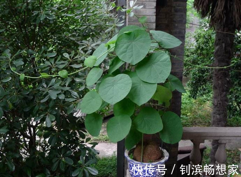 5种“丑花”,寓意却大,富贵又威武,再丑也要养一盆