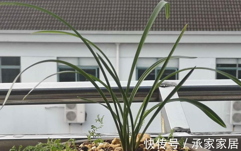 花友们|用什么水浇兰花合适?