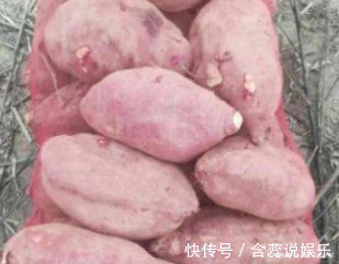 红薯容易放坏该怎么保存,老农教你3个方法,简单又实用