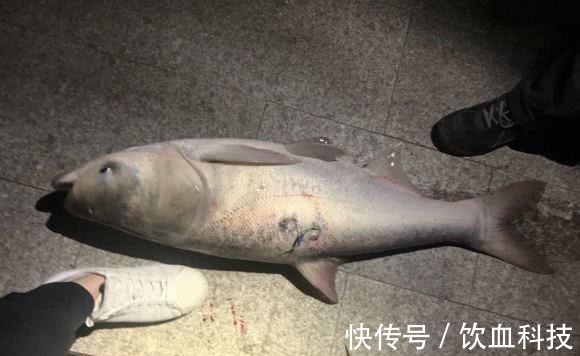 男子在湘江用“可视化锚鱼”几十斤的大鱼接连的上岸,网友能钓光湘江的鱼