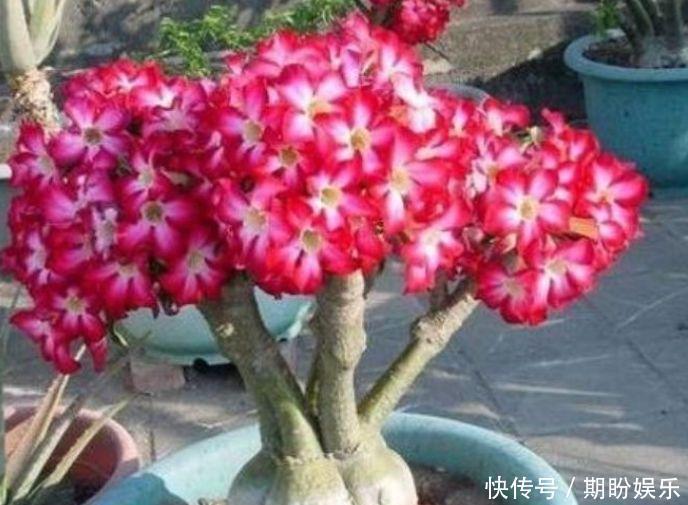 3种花常年开花易爆盆，被称为花卉界的劳模，一开就是300多天