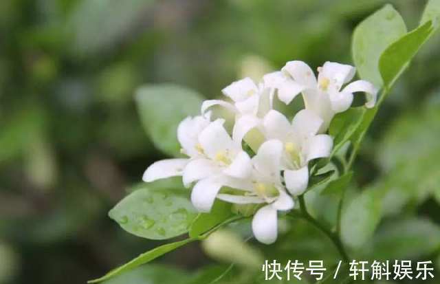 别看这些花草长得美,不要养在家里,“心眼”可坏啦