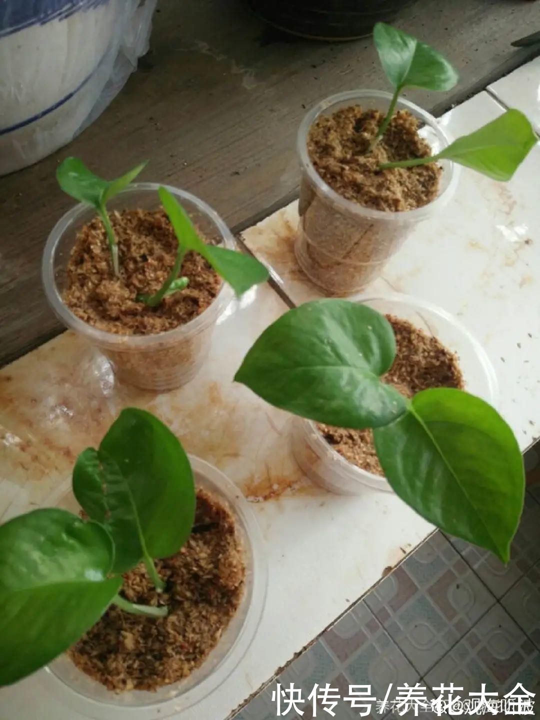 生根|6种花夏天扦插，枝条剁8段、撒土里，3岁小孩都能插活