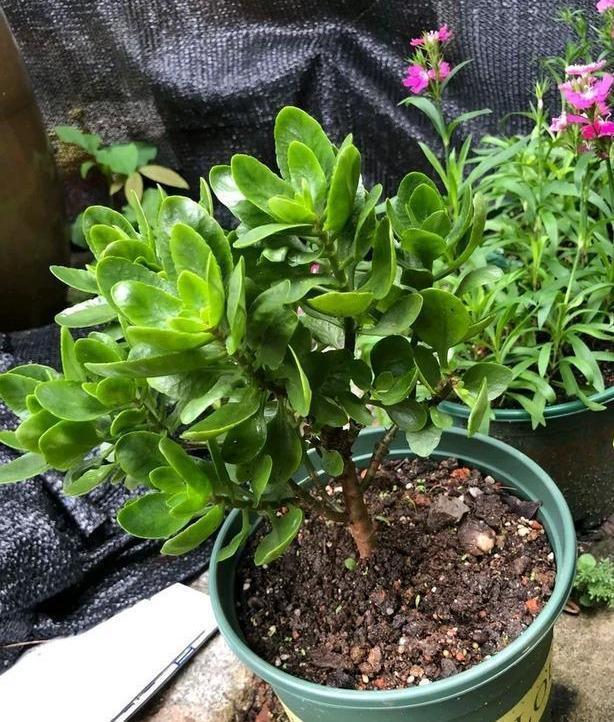 长寿花换土,切记避开“生死季”,换个时间段,沾土就生根